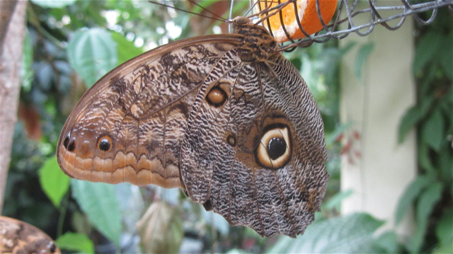 owl butterfly