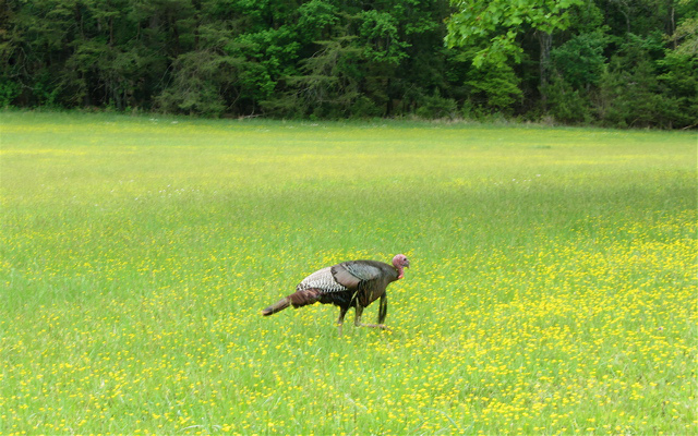 wild turkey