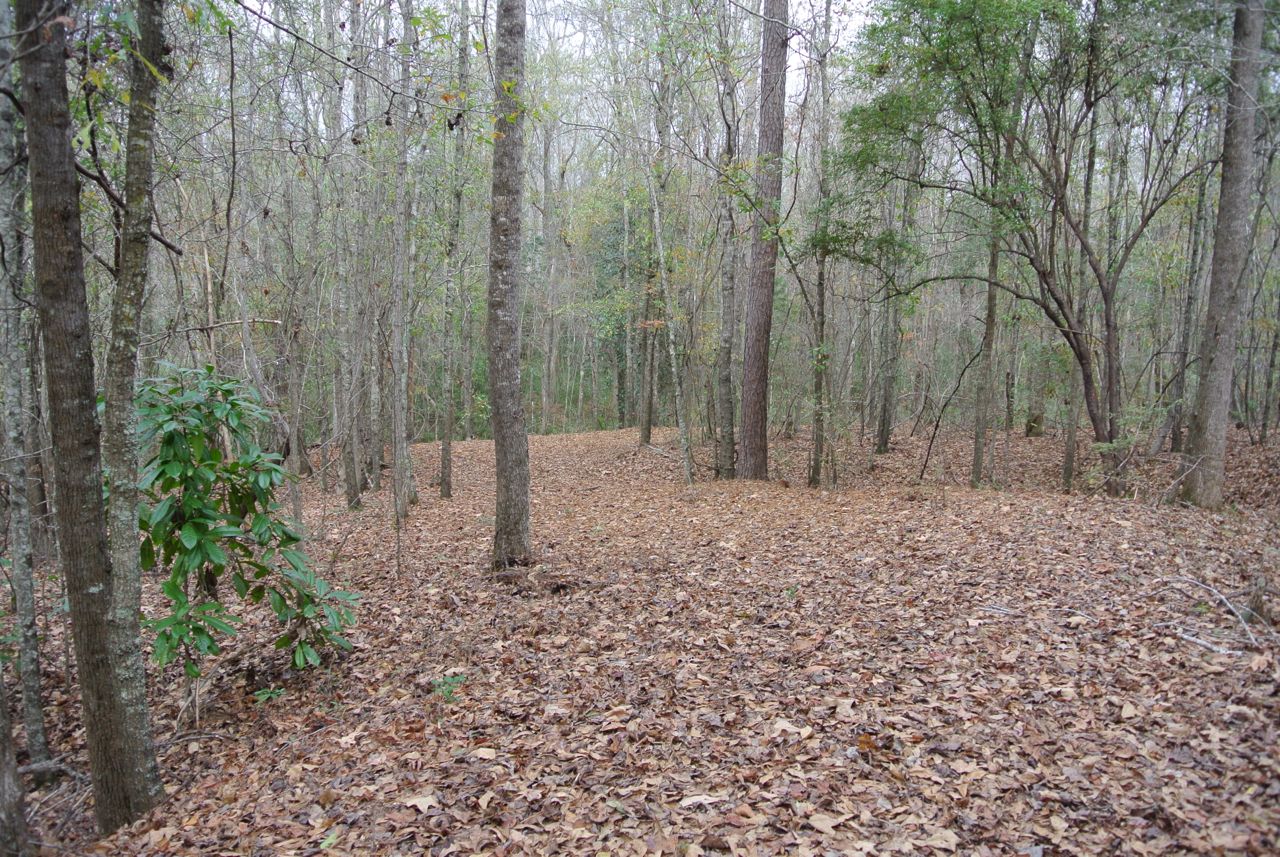 Woods