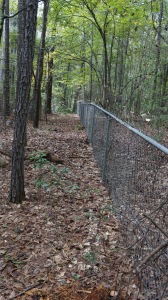 Georgia 8